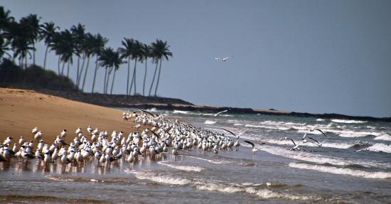 Devbag Beach