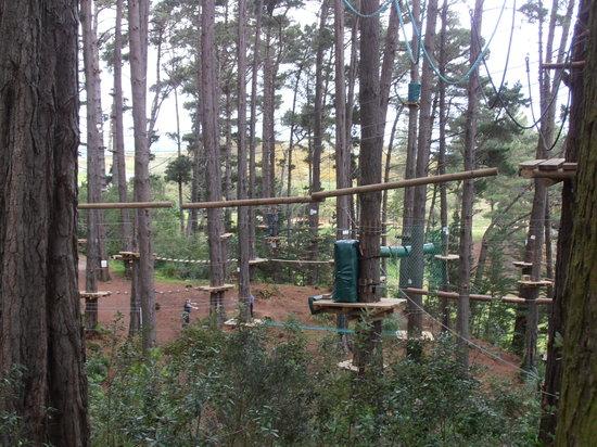 Adrenalin Forest Wellington