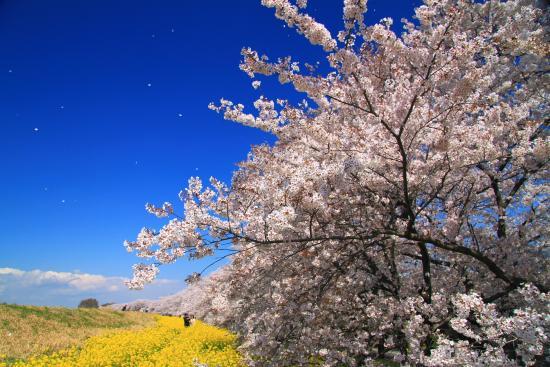 Kumagaya Sakura Tsutsumi