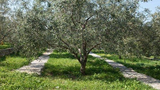 Olive and Oil Museum