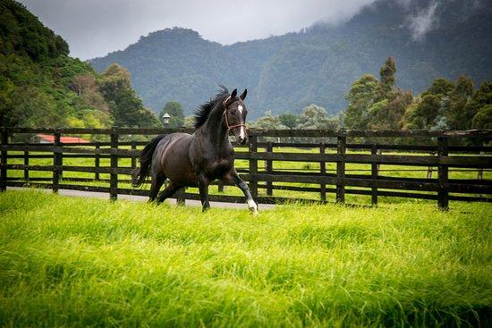 Haras Cerro Punta