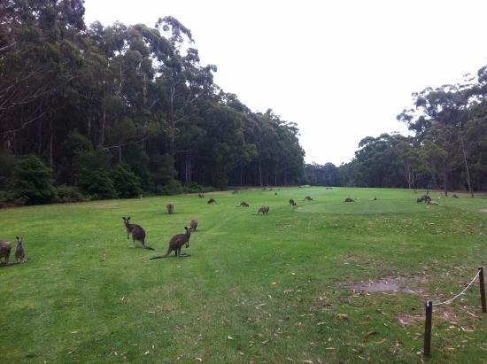 Pambula Merimbula Golf Club
