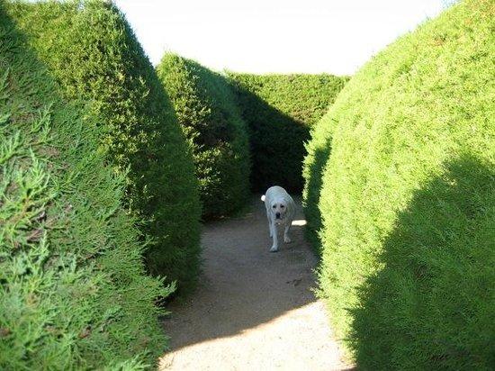 Avenel Maze