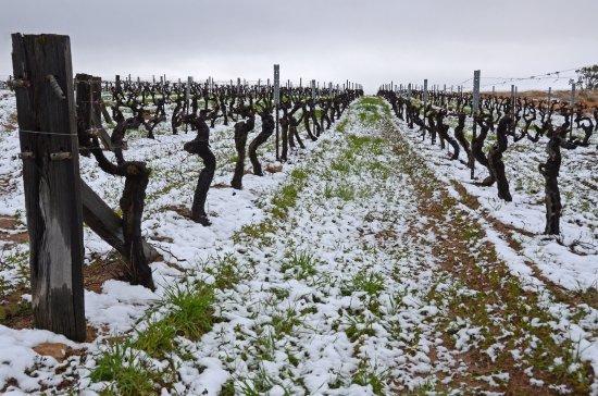 Golden Grove Estate Wines