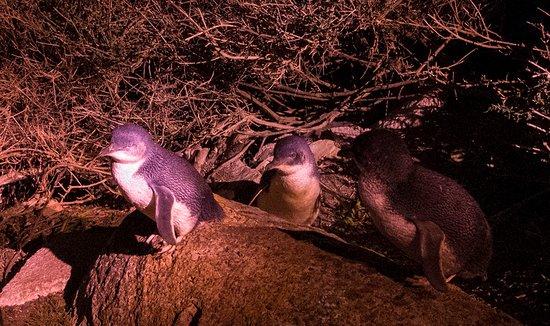 Little Penguin Observation Centre