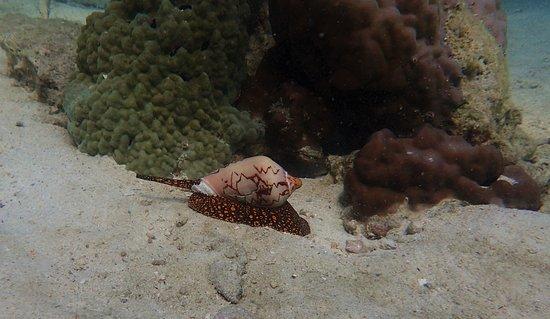 Scuba Diving Pattaya