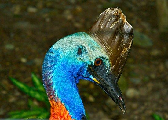 Daintree Wonder Tours