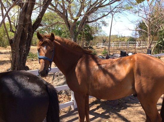 Black Stallion Eco Park & Estates
