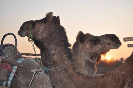 Camel Safari