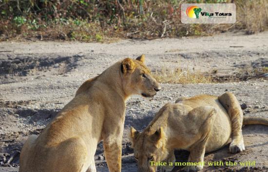 Vika Tours - Day Tours