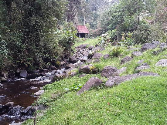 Truchas Selva Madre