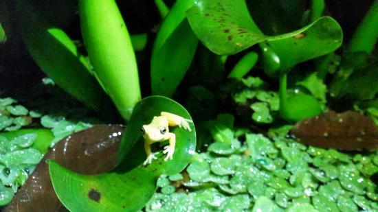 Lago Mindo Frog Concert