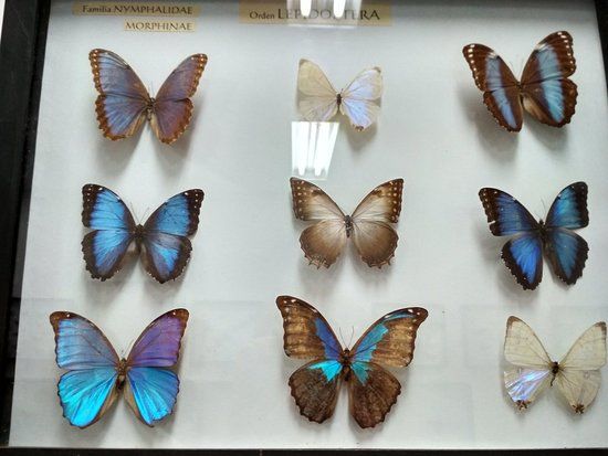 Natural History Museum University of Cauca