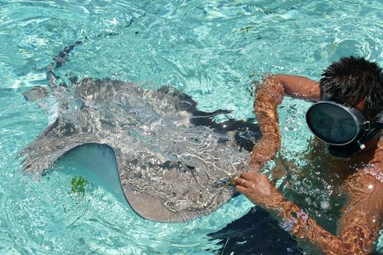 Leopard Rays Trench