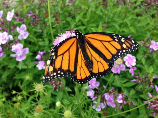 Charlotte Rhoades Garden and Butterfly Park