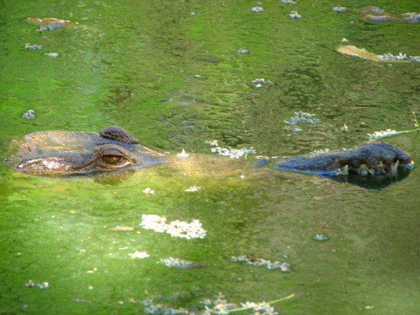 Broome Crocodile Park