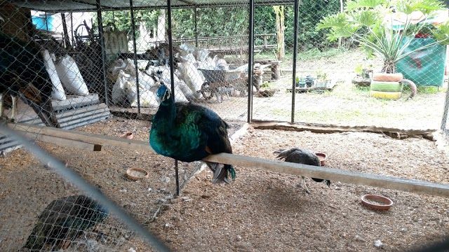 Zoo Birds Fantasy