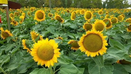 Shanghai Chenshan Botanical Gardens