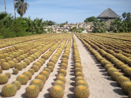 Wirikuta Botanical Gardens