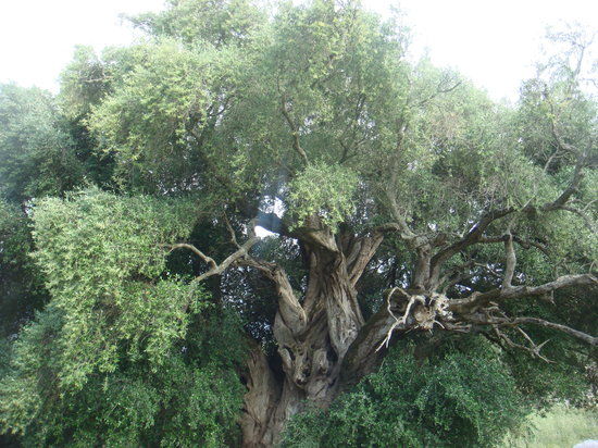 Olivastri Millenari di Santo Baltolu