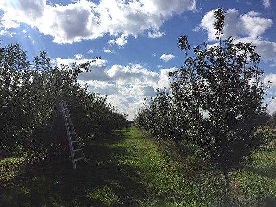 Erie Orchards and Cider Mill