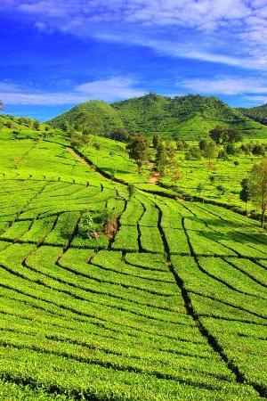 Tea Country