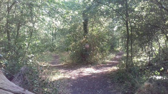 Kings Wood and Glebe Meadows