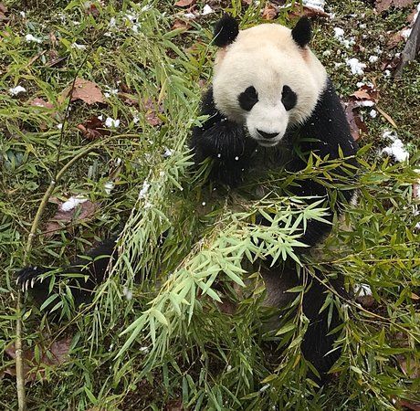 Dujiangyan Panda Park