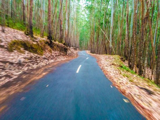 Pampadum Shola National Park