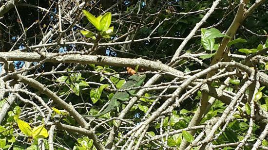 Botanical Garden San Fernando