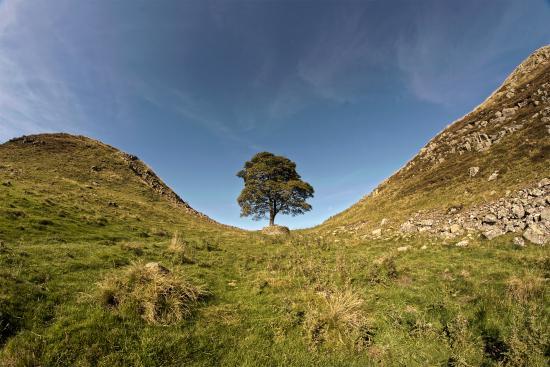 Sycamore Gap