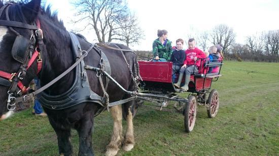 Dyfed Shire Horse Farm