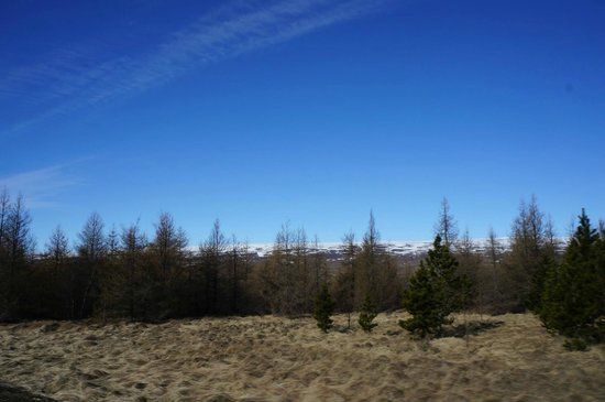 Hallormsstadur Forestry Reserve