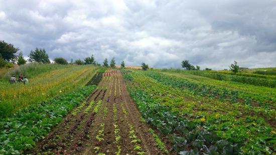 Mandelmanns Tradgardar