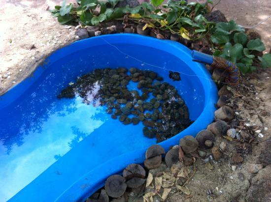 Tamar Project Victory