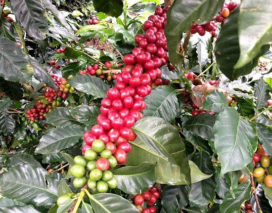 Las Acacias Coffee Farm
