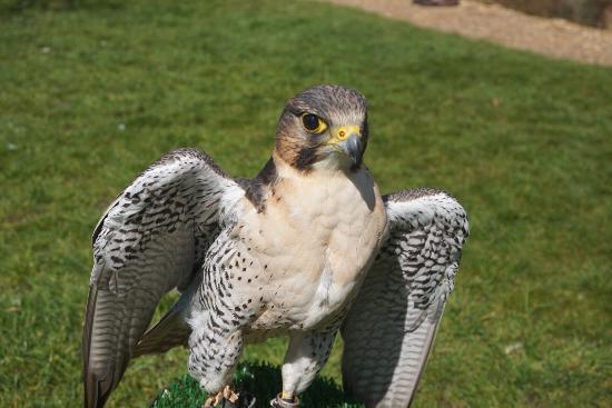 West Sussex Falconry