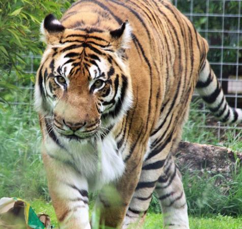 Shepreth Wildlife Park