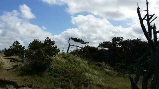 Dunes of Texel National Park