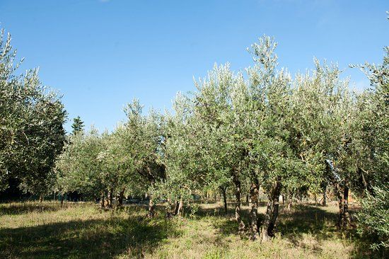Fattoria Madonna della Querce