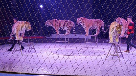 Siberian Tiger Park