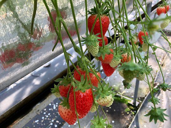 Strawberry Land Nakanishi