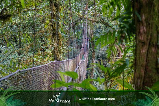 Heliconias Hanging Bridges Trails