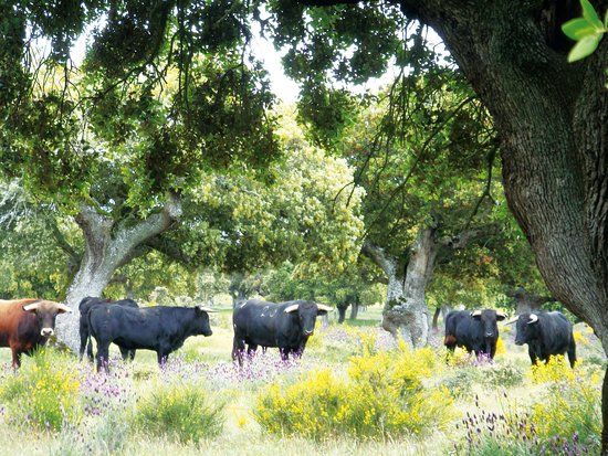 Ganaderia Antonio Palla