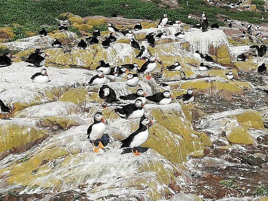 Inner Farne Wildlife Walk