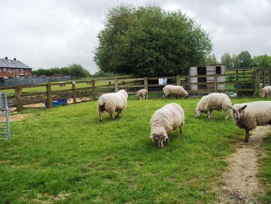 East Hull Community Farm