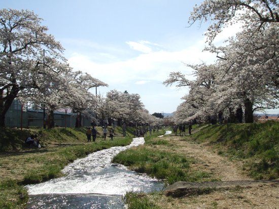 Kannonji River Sakura