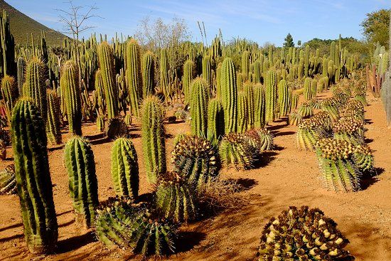 Obesa Cacti Nursery