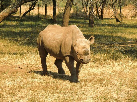Mokopane Biodiversity Conservation Centre