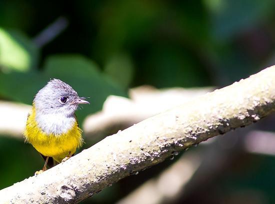 Thattekkadu Bird Sanctuary